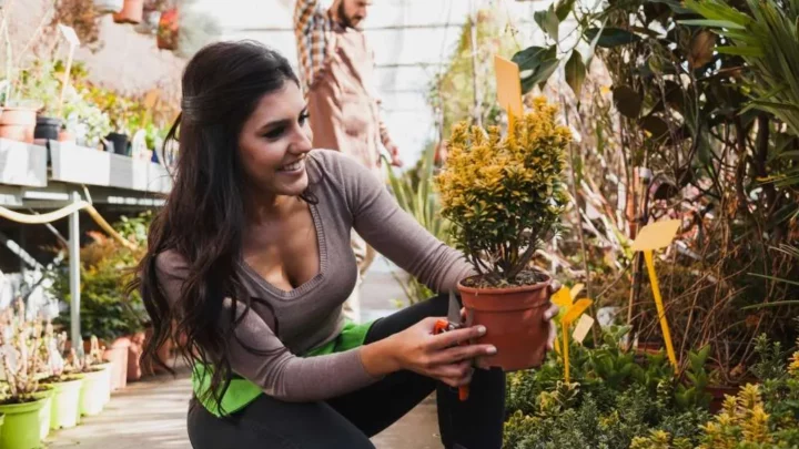 12a certificate for trust